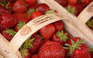 Korb mit frischen Erdbeeren vom Sander Calenberger Landhof