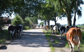 Die Kühe vom Hof Icken auf dem Weg zur Weide