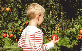 Ein kleiner Junge pflückt einen Apfel auf der Obstpantage auf dem Hof Gut Altenoythe