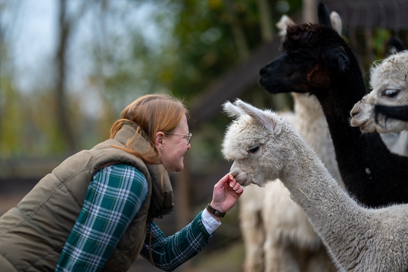 Marleen streichelt ein Alpaka auf dem Ferienhof Neukämper